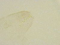 Thulinius saltursus image