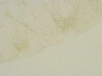 Thulinius saltursus image