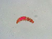 Thulinius saltursus image
