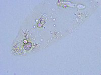 Thulinius saltursus image
