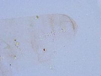 Thulinius saltursus image