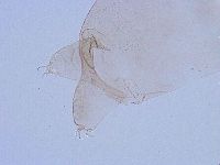 Thulinius saltursus image