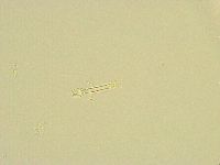 Thulinius saltursus image