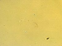 Thulinius saltursus image