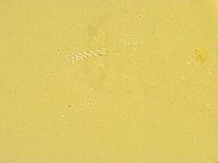 Thulinius saltursus image