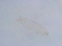 Thulinius saltursus image