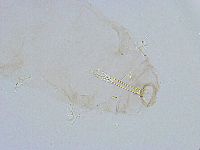 Thulinius saltursus image