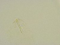 Thulinius saltursus image