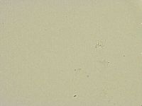 Thulinius saltursus image