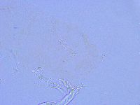 Thulinius saltursus image