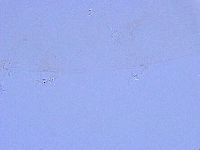 Thulinius saltursus image