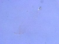 Thulinius saltursus image