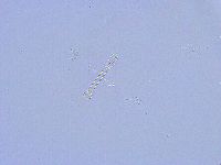 Thulinius saltursus image