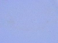 Thulinius saltursus image