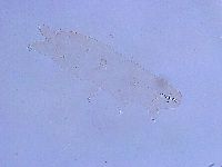 Thulinius saltursus image