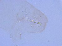 Thulinius saltursus image