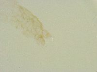 Thulinius saltursus image