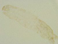 Thulinius saltursus image