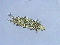 Thulinius saltursus image