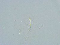Thulinius saltursus image