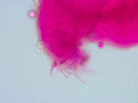 Thulinius saltursus image