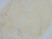 Thulinius saltursus image