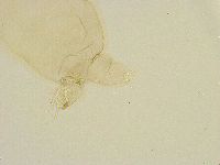 Thulinius saltursus image
