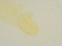 Thulinius saltursus image