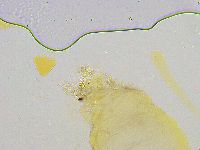 Thulinius saltursus image