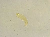 Thulinius saltursus image