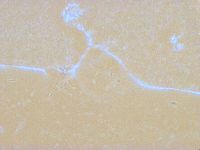 Thulinius saltursus image