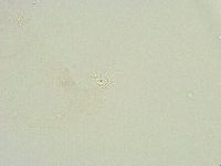 Thulinius saltursus image