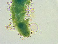 Thulinius saltursus image