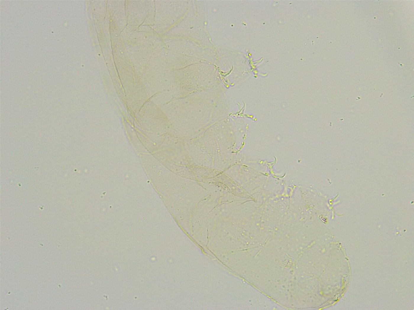 Thulinius saltursus image