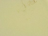 Thulinius saltursus image