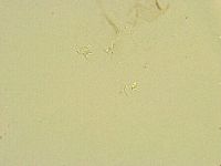 Thulinius saltursus image