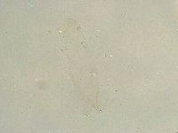 Thulinius saltursus image