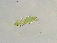Thulinius saltursus image