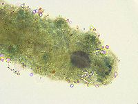 Thulinius saltursus image