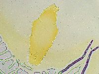 Paramacrobiotus areolatus image