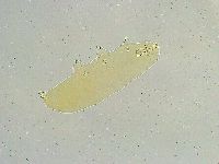 Paramacrobiotus areolatus image