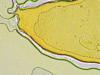 Paramacrobiotus areolatus image