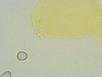 Paramacrobiotus areolatus image