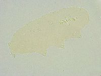 Paramacrobiotus areolatus image