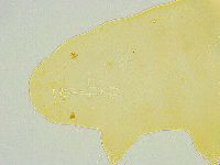 Paramacrobiotus areolatus image