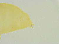 Paramacrobiotus areolatus image