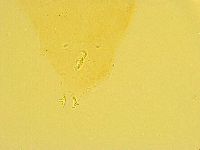 Paramacrobiotus areolatus image