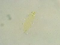 Paramacrobiotus areolatus image