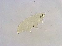 Paramacrobiotus areolatus image
