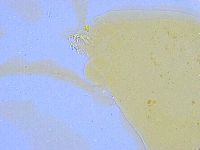 Paramacrobiotus areolatus image